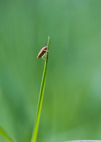 Close-up of insect on leaf