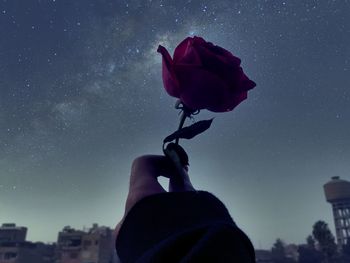 Person holding rose against sky at night