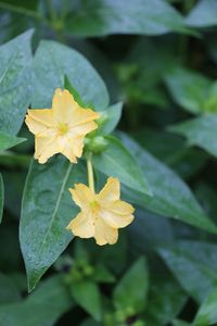 Close-up of yellow flowering plant