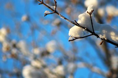 Low angle view of white flowers on branch