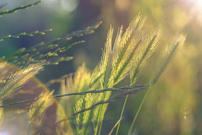 Close-up of wheat growing on field