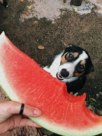 High angle portrait of dog sticking out tongue