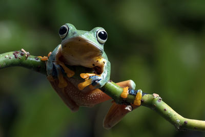 Close-up of frog on branch