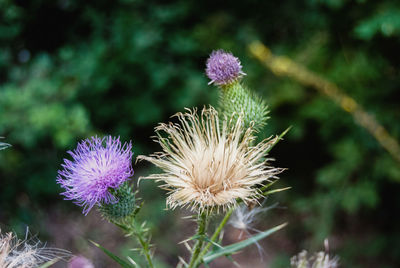 Close-up of thistle flowers on field