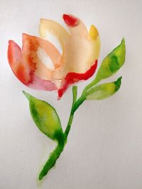 Close-up of red rose on white background