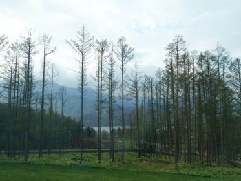 Trees in forest against sky