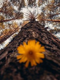 Close-up of yellow flowering plant on tree trunk