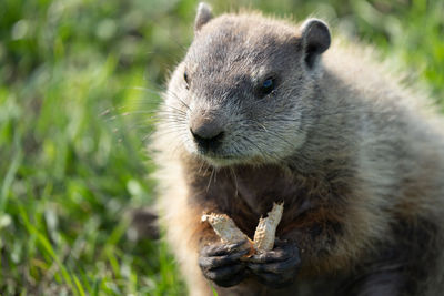 Close-up of a ground hog eating a nut on a sunny day at the park