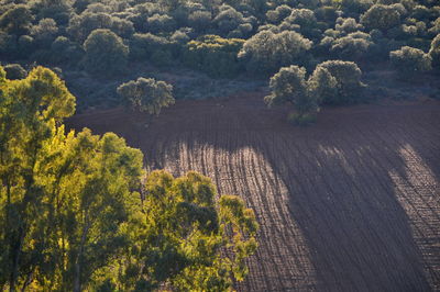 High angle view of trees by road