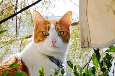 Close-up portrait of a cat