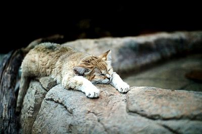 Cat looking away