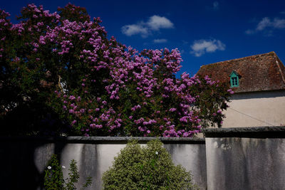 Pink flowering tree by building against sky