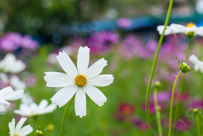 Close-up of white flowering plant