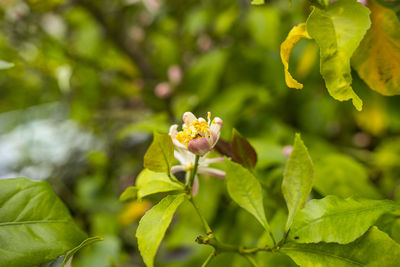 Lemon tree with flowers