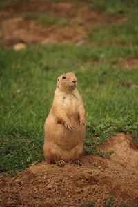 Lion sitting in a field