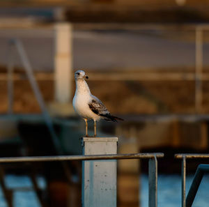 Close-up of bird perching on railing