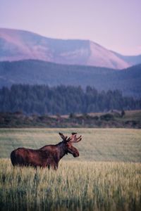 Horse in a field