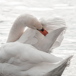 Swan floating on a lake