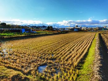 Scenic view of field against sky