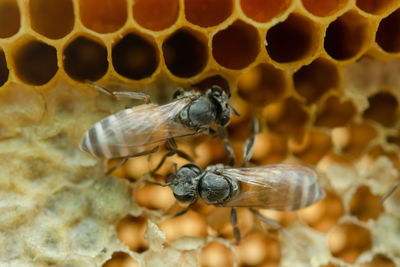 Close-up of bee