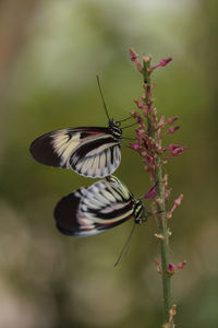 Mating dance of several piano key butterfly heliconius melpomene insects in a garden.