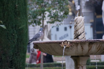 Close-up of bird perching on tree