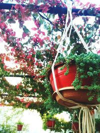 Low angle view of flowering plants hanging from tree