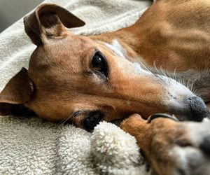 Close-up of a dog resting