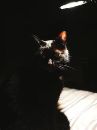 Close-up of cat on bed