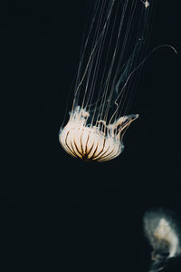 Close-up of jellyfish swimming in sea