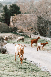 Herd of a sheep on a field