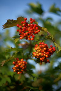 fruit