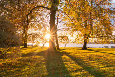 Sunlight streaming through trees in park during autumn
