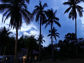 Low angle view of palm trees against sky