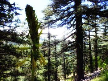 Low angle view of trees in forest