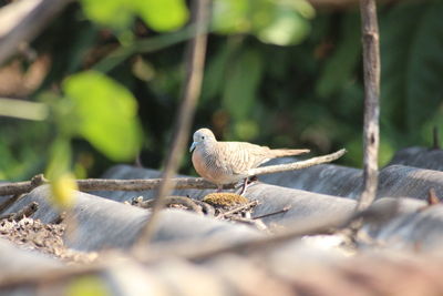 Close-up of bird perching on wood