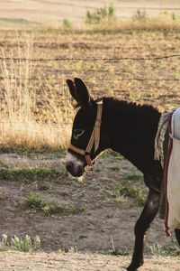 An old and tired donkey