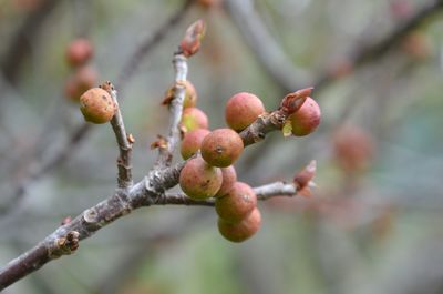 Close-up of berries growing on tree