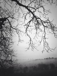 Bare trees against sky