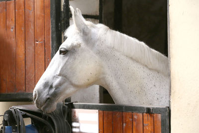 horse
