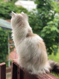 Cat sitting on a plant