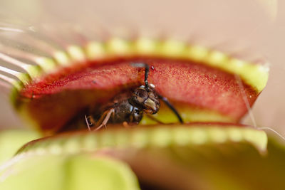 Close-up of wasp in carnivorous plant