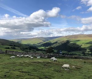 Sheep grazing in a field