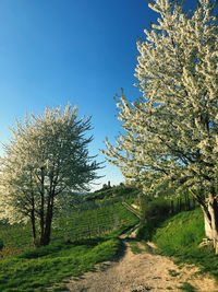 Trees and plants on field against clear sky