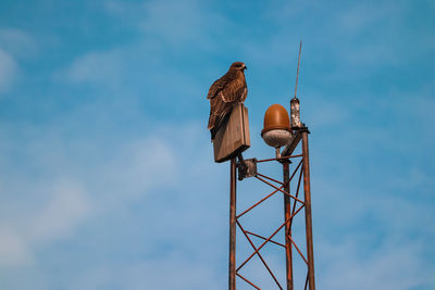 Low angle view of bird perching on metal against sky