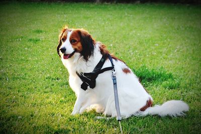 Dog on grassy field