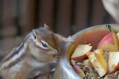 Close-up of squirrel eating food