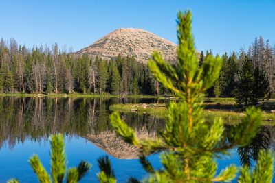 Reflection of trees in calm lake