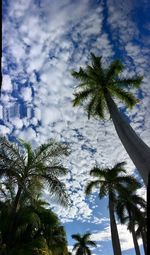 Low angle view of palm trees against sky