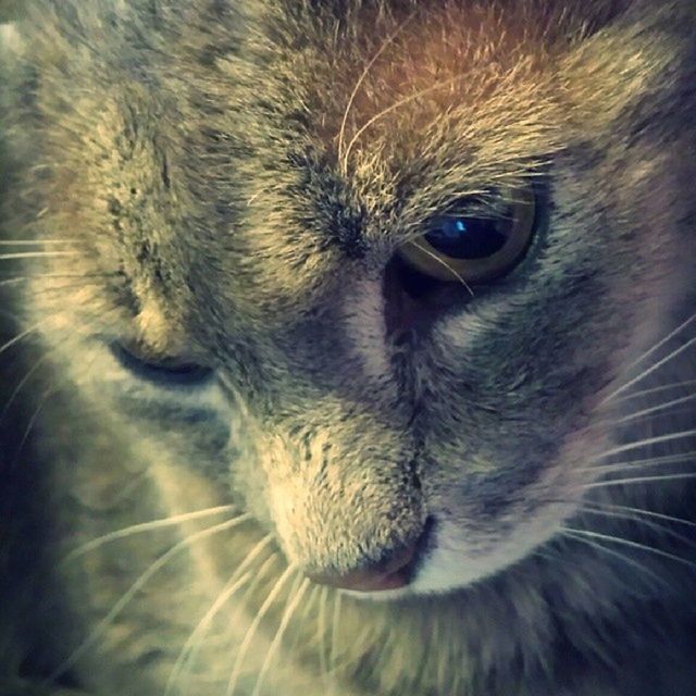 PORTRAIT OF CAT